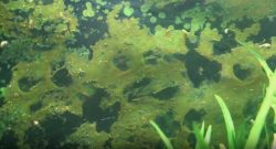 eliminar algas de acuario